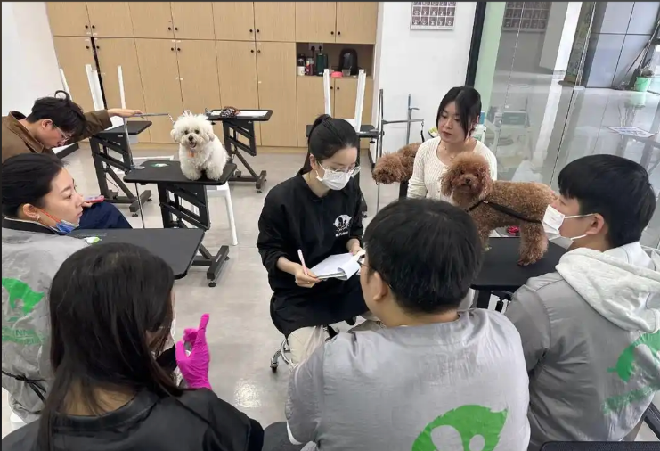景德镇市宠物美容宠物美容培训学校 - 推荐